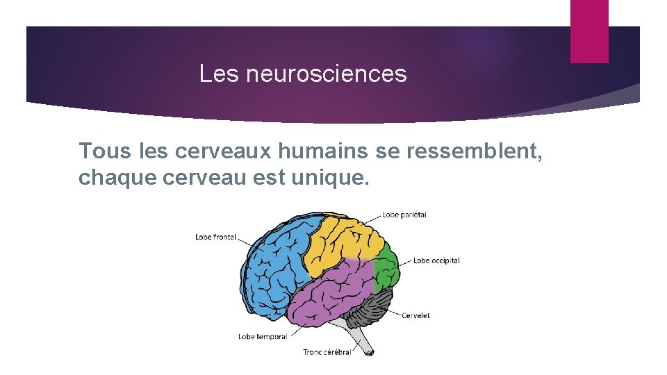 Les neurosciences Tous les cerveaux humains se ressemblent, chaque cerveau est unique. 