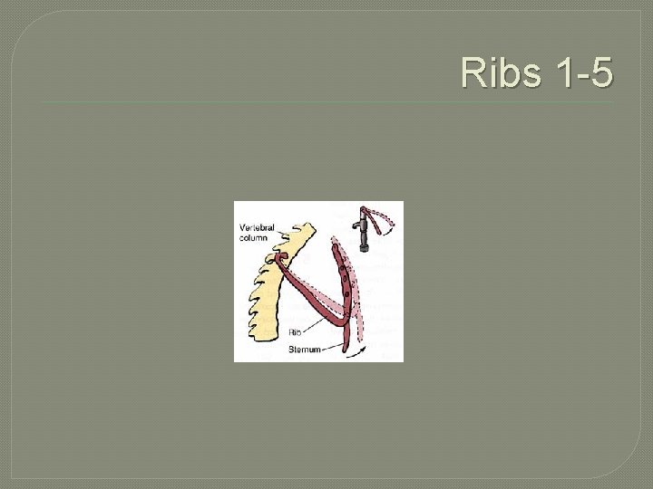 Ribs 1 -5 