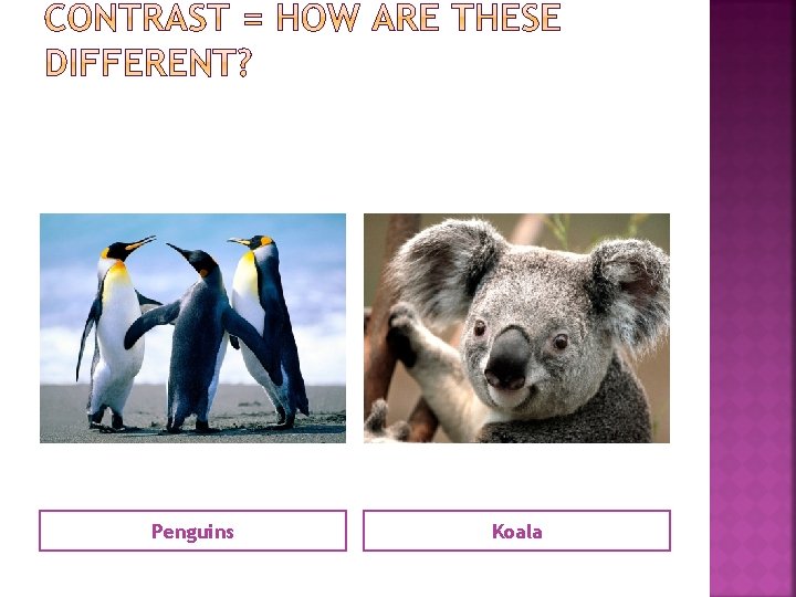 Penguins Koala 