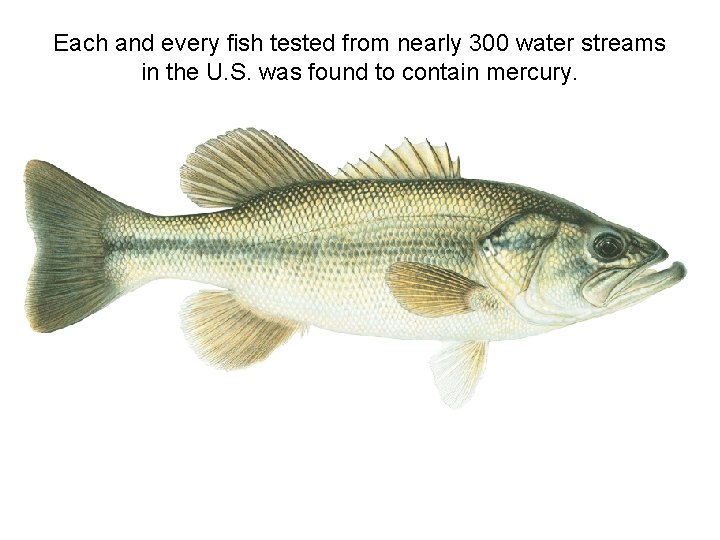 Each and every fish tested from nearly 300 water streams in the U. S.
