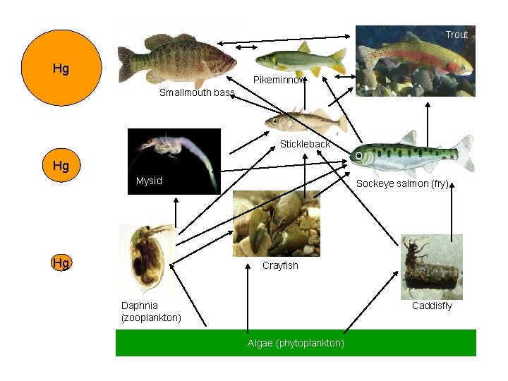 Trout Hg Pikeminnow Smallmouth bass Stickleback Hg Mysid Hg Sockeye salmon (fry) Crayfish Daphnia