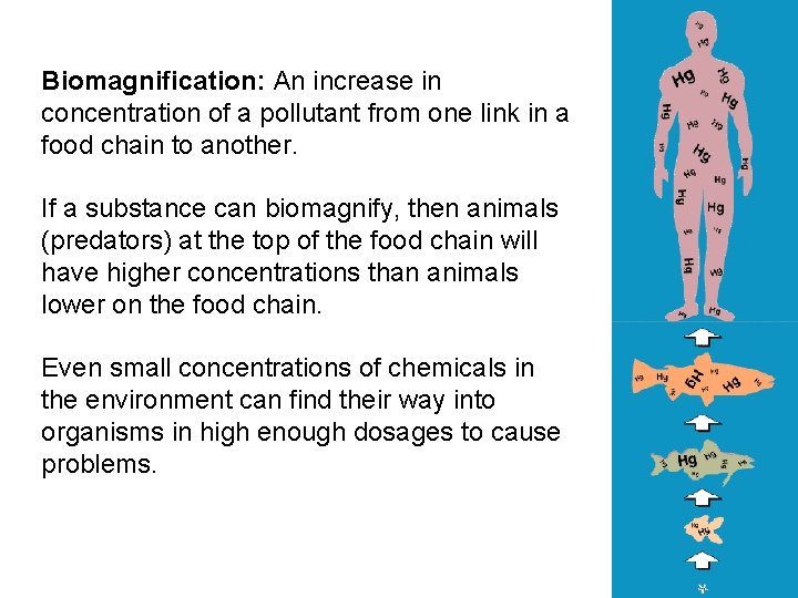 Biomagnification: An increase in concentration of a pollutant from one link in a food