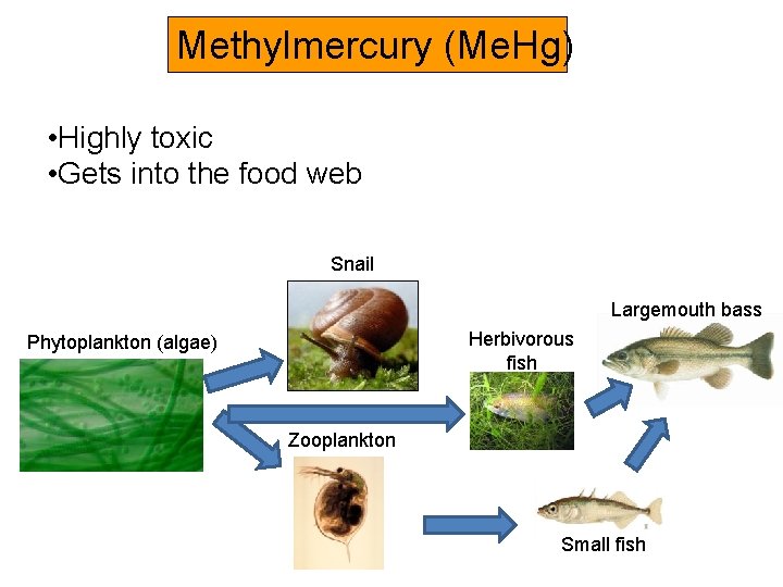 Methylmercury (Me. Hg) • Highly toxic • Gets into the food web Snail Largemouth