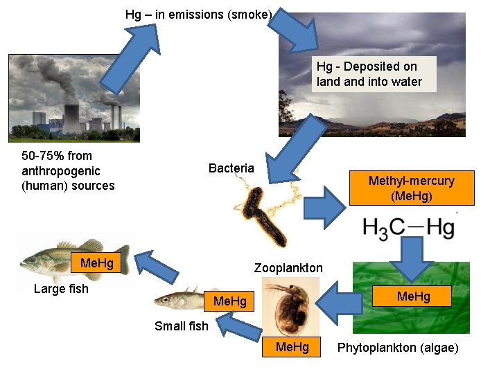 Hg – in emissions (smoke) Hg - Deposited on land into water 50 -75%