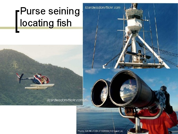 Purse seining – locating fish lizardwisdom/flickr. com 