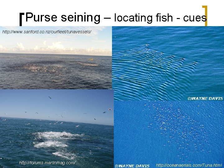 Purse seining – locating fish - cues http: //www. sanford. co. nz/ourfleet/tunavessels/ http: //forums.