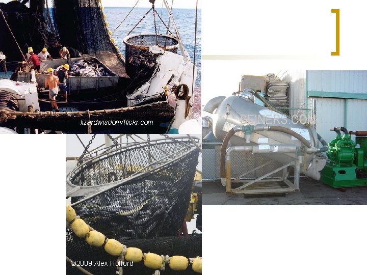 lizardwisdom/flickr. com © 2009 Alex Hofford 