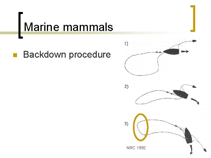 Marine mammals n Backdown procedure NRC 1992 