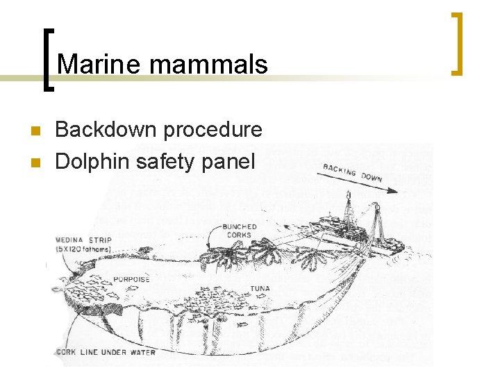 Marine mammals n n Backdown procedure Dolphin safety panel 