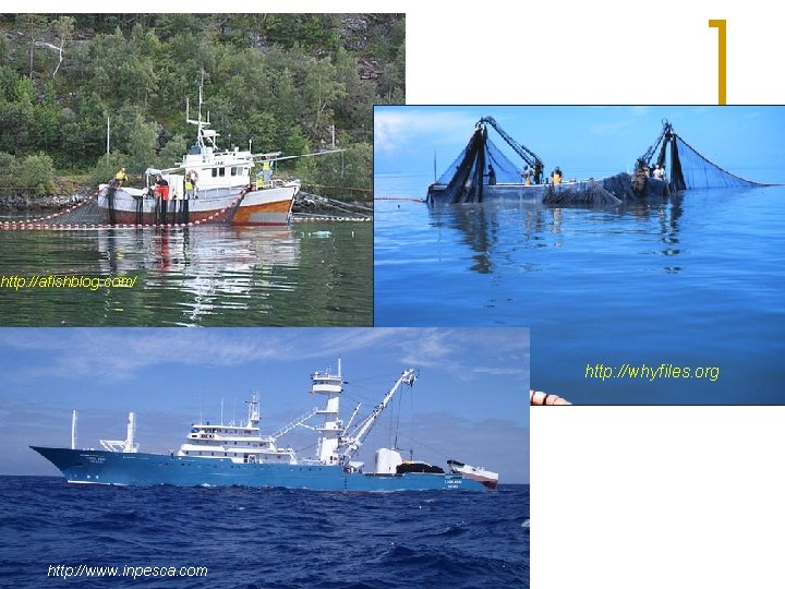 Introduction 30% global catch n Wall of net encircles fish http: //afishblog. com/ n