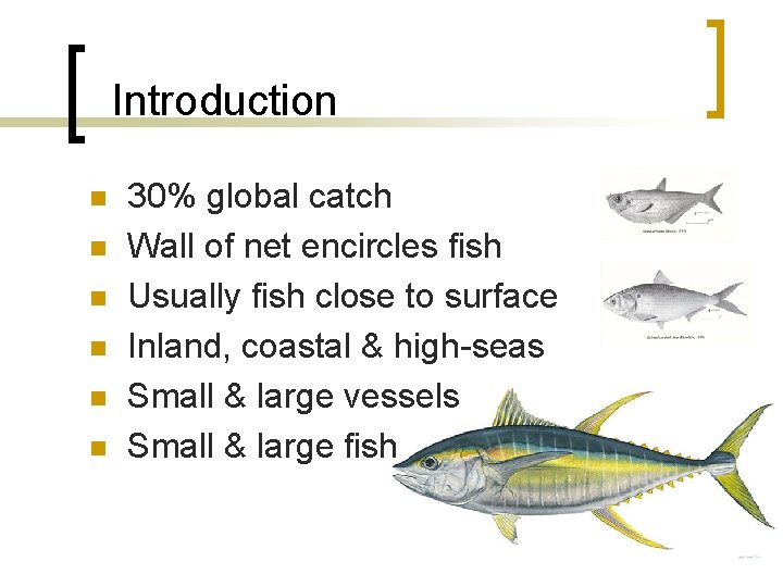 Introduction n n n 30% global catch Wall of net encircles fish Usually fish