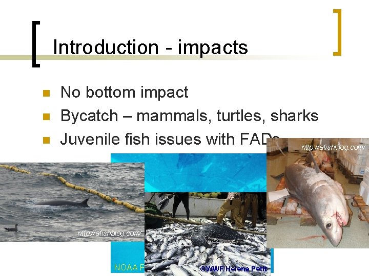 Introduction - impacts n n n No bottom impact Bycatch – mammals, turtles, sharks