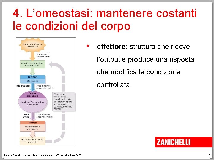 4. L’omeostasi: mantenere costanti le condizioni del corpo • effettore: struttura che riceve l’output