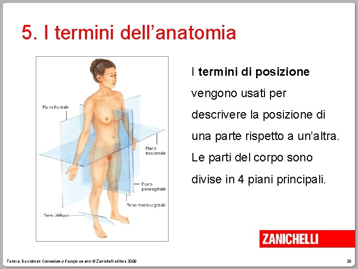 5. I termini dell’anatomia I termini di posizione vengono usati per descrivere la posizione