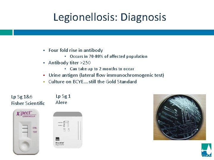 Legionellosis: Diagnosis § Four fold rise in antibody § § Antibody titer >250 §