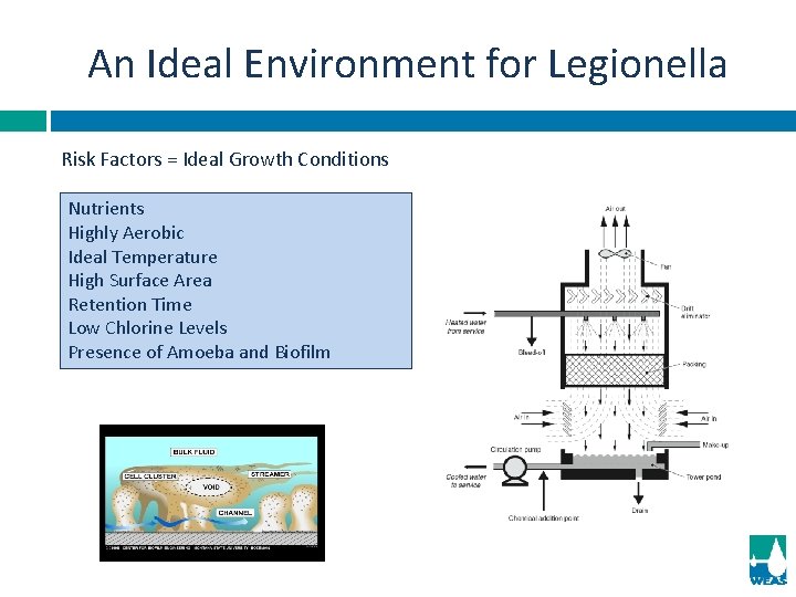 An Ideal Environment for Legionella Risk Factors = Ideal Growth Conditions Nutrients Highly Aerobic