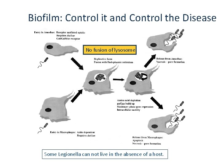 Biofilm: Control it and Control the Disease No fusion of lysosome Some Legionella can