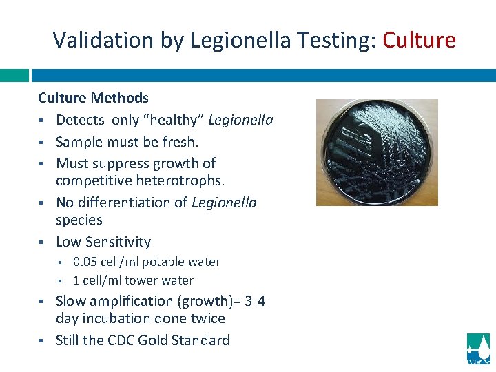 Validation by Legionella Testing: Culture Methods § Detects only “healthy” Legionella § Sample must