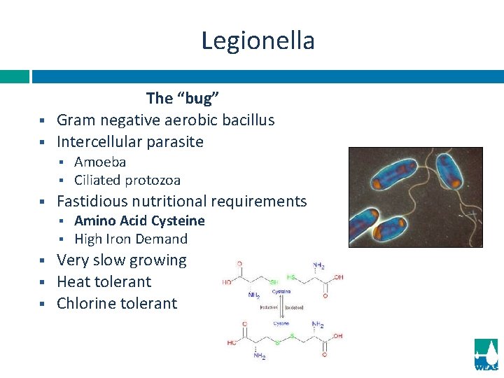 Legionella § § The “bug” Gram negative aerobic bacillus Intercellular parasite § § §