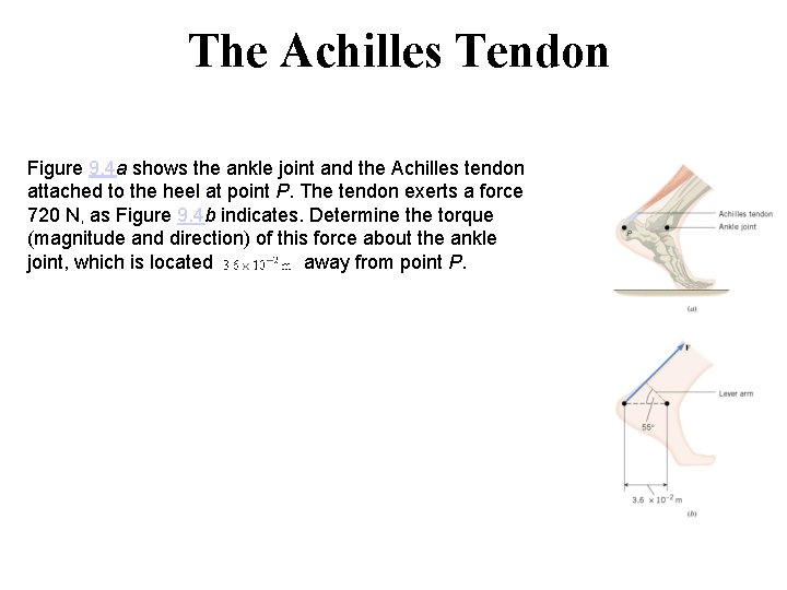 The Achilles Tendon Figure 9. 4 a shows the ankle joint and the Achilles