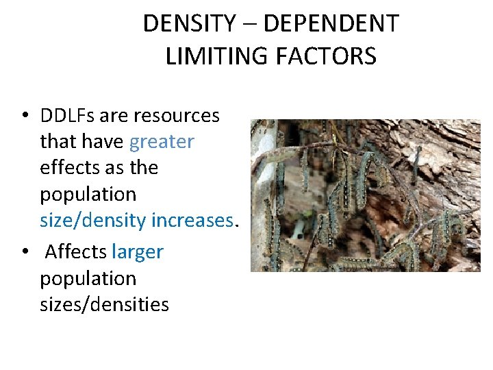 DENSITY – DEPENDENT LIMITING FACTORS • DDLFs are resources that have greater effects as