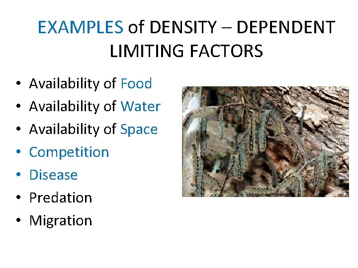 EXAMPLES of DENSITY – DEPENDENT LIMITING FACTORS • • Availability of Food Availability of