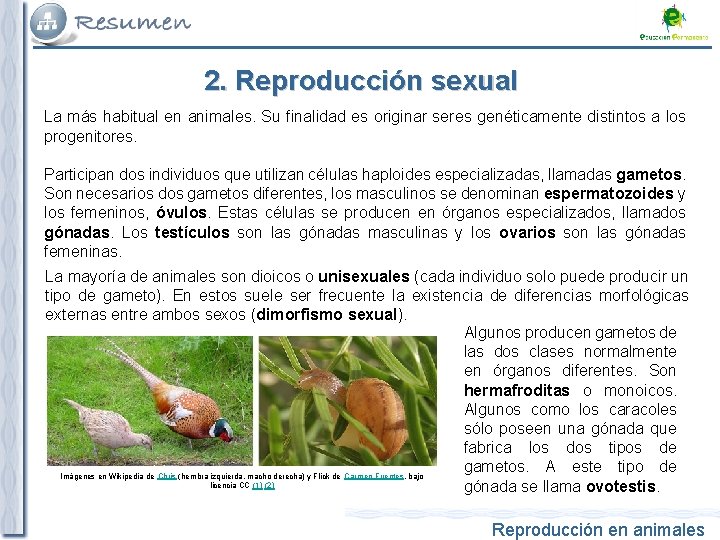 2. Reproducción sexual La más habitual en animales. Su finalidad es originar seres genéticamente