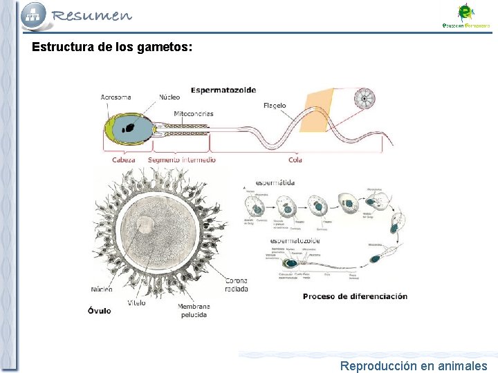 Estructura de los gametos: Reproducción en animales 