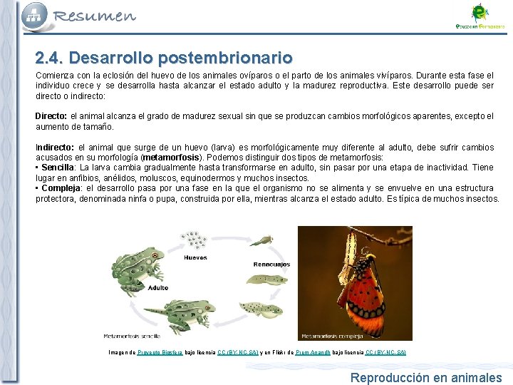 2. 4. Desarrollo postembrionario Comienza con la eclosión del huevo de los animales ovíparos