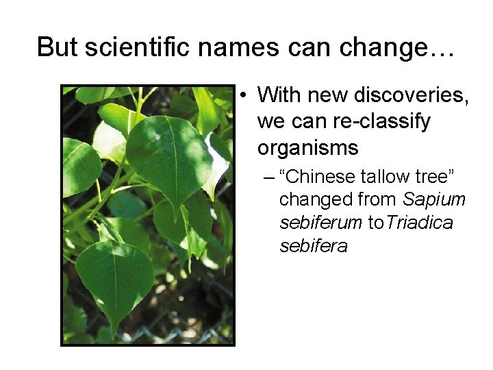But scientific names can change… • With new discoveries, we can re-classify organisms –