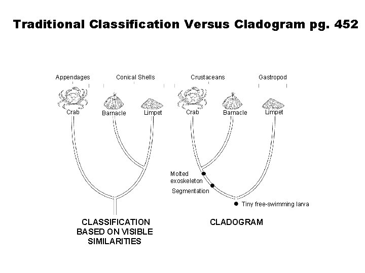 Traditional Classification Versus Cladogram pg. 452 Appendages Crab Conical Shells Barnacle Limpet Crustaceans Crab