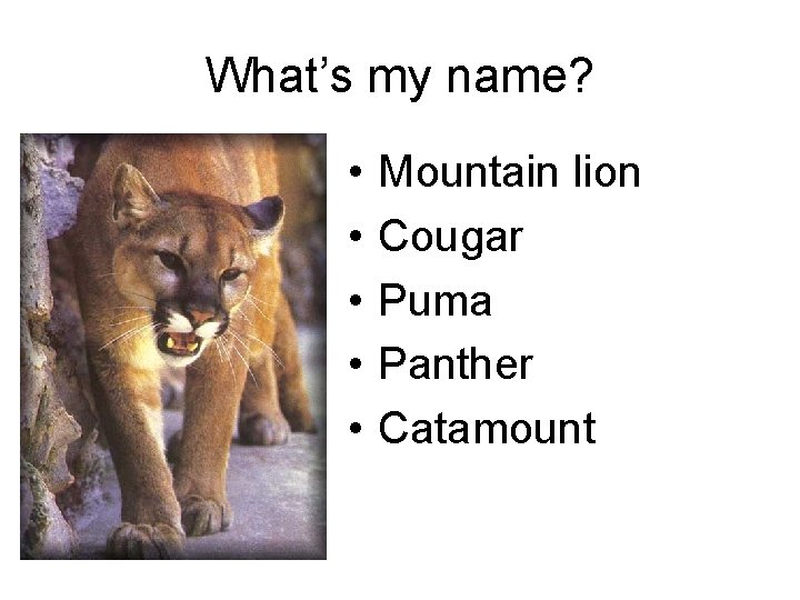 What’s my name? • • • Mountain lion Cougar Puma Panther Catamount 