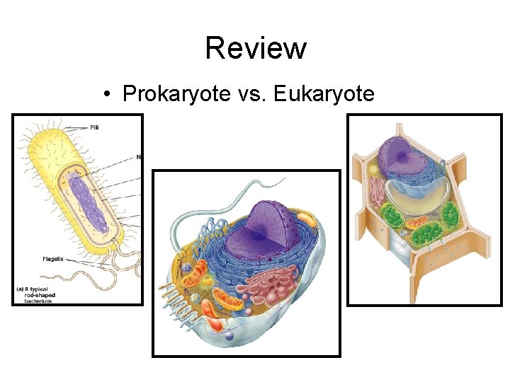 Review • Prokaryote vs. Eukaryote 