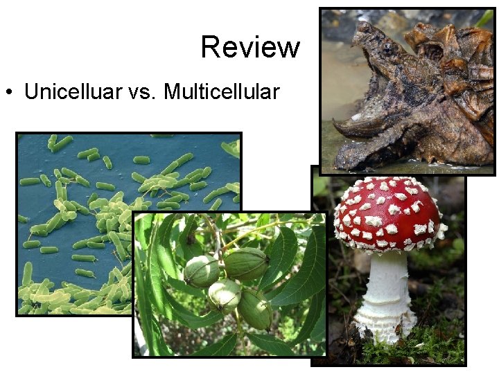 Review • Unicelluar vs. Multicellular 
