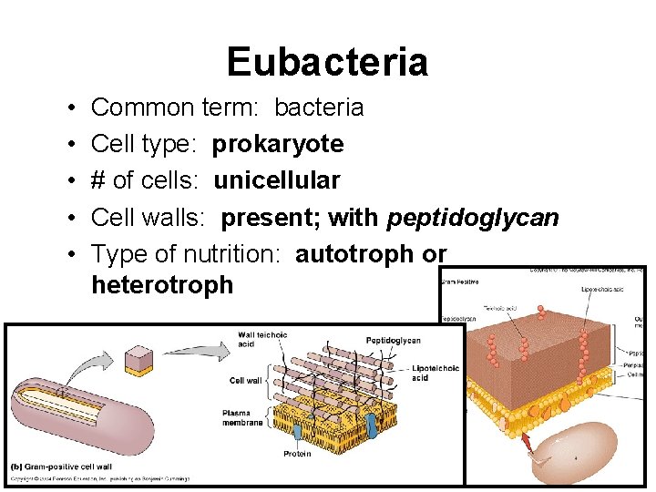 Eubacteria • • • Common term: bacteria Cell type: prokaryote # of cells: unicellular