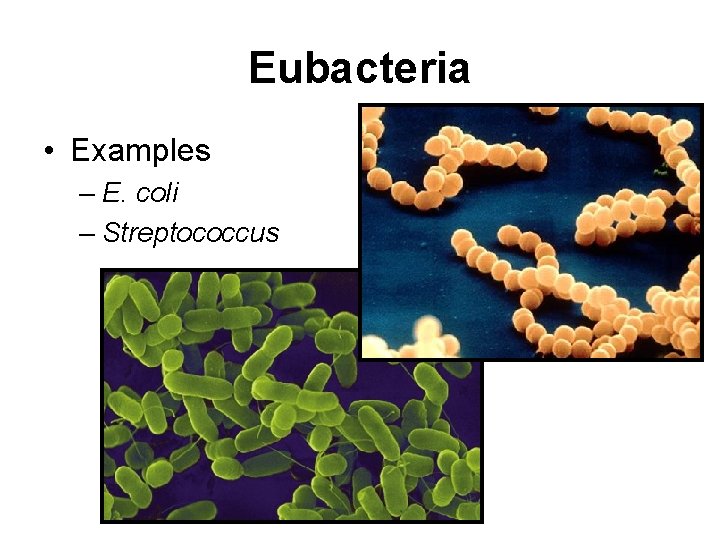 Eubacteria • Examples – E. coli – Streptococcus 