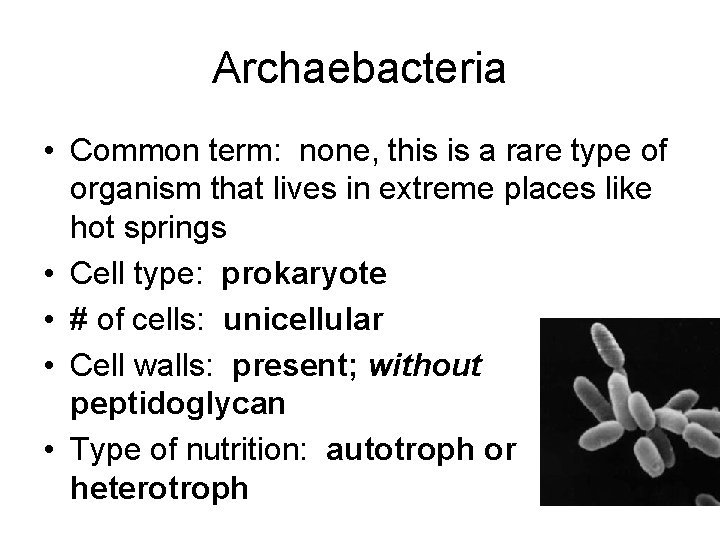 Archaebacteria • Common term: none, this is a rare type of organism that lives