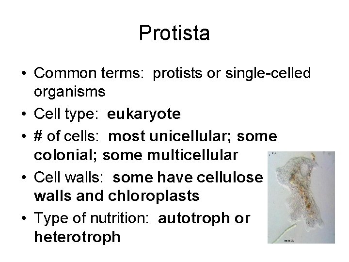 Protista • Common terms: protists or single-celled organisms • Cell type: eukaryote • #