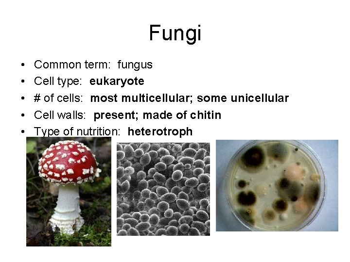Fungi • • • Common term: fungus Cell type: eukaryote # of cells: most