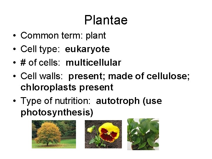 Plantae • • Common term: plant Cell type: eukaryote # of cells: multicellular Cell