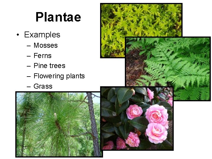 Plantae • Examples – – – Mosses Ferns Pine trees Flowering plants Grass 