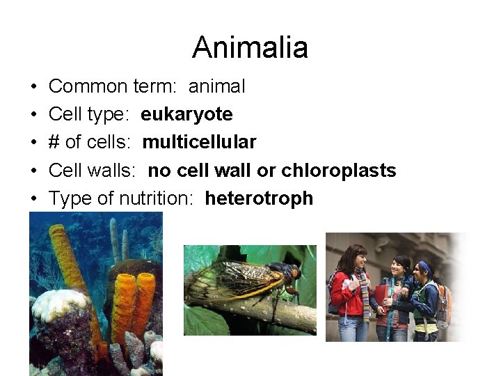 Animalia • • • Common term: animal Cell type: eukaryote # of cells: multicellular