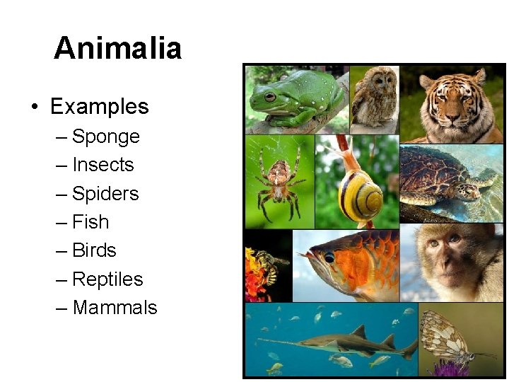 Animalia • Examples – Sponge – Insects – Spiders – Fish – Birds –