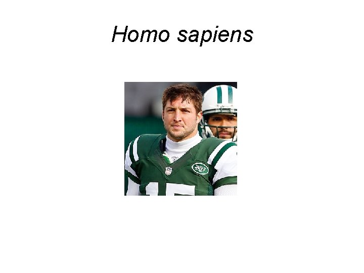 Homo sapiens 