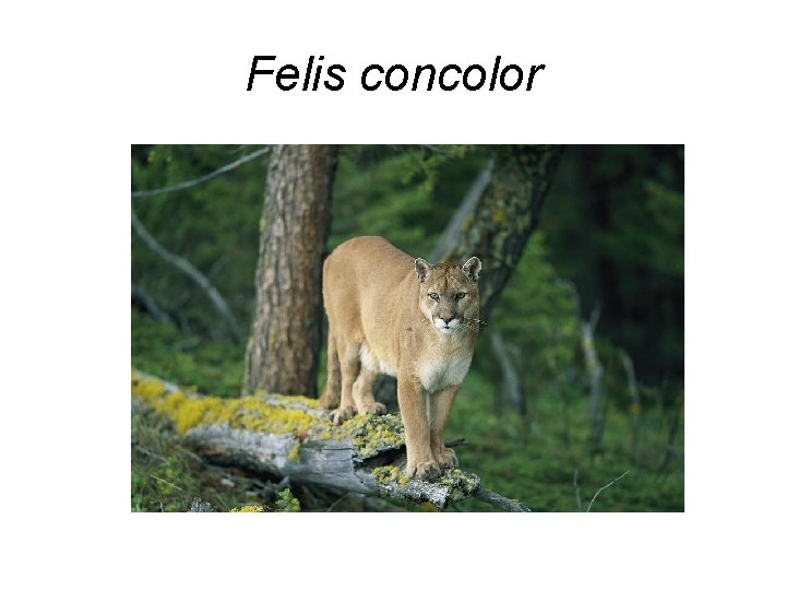 Felis concolor 
