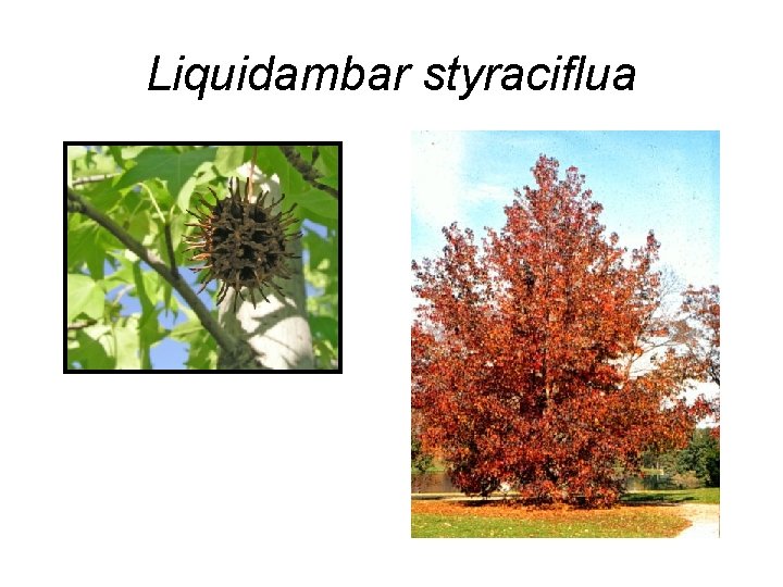 Liquidambar styraciflua 