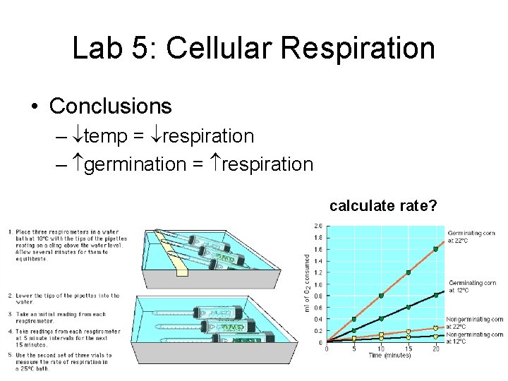 Lab 5: Cellular Respiration • Conclusions – temp = respiration – germination = respiration