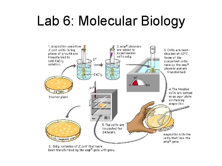 Lab 6: Molecular Biology 