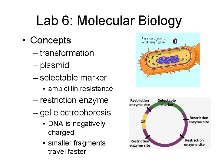 Lab 6: Molecular Biology • Concepts – transformation – plasmid – selectable marker •