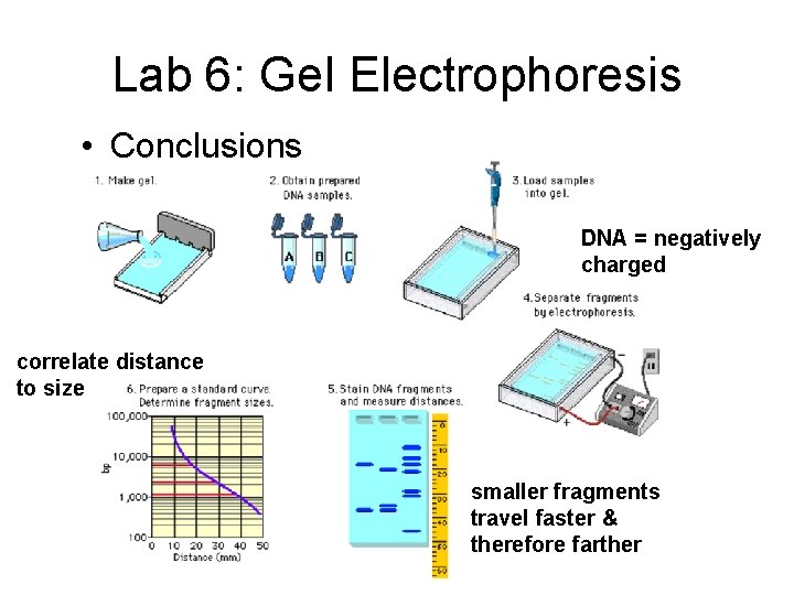 Lab 6: Gel Electrophoresis • Conclusions DNA = negatively charged correlate distance to size